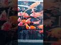 Beautiful Cichlid Fish Collection Aquarium Lovers Must Watch #fishlover #aquarium #shortsfeed