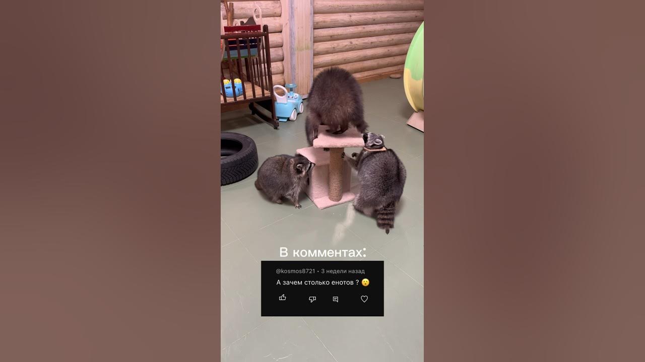 Енот педро в кружочке видео. Енот педро в кружочке видео