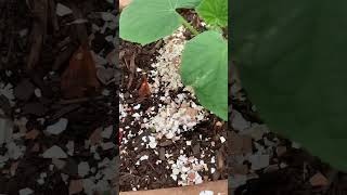 #using eggshells crumbs for cucumber #organic fertilizer    #plantita #gardenlover