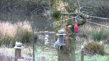 Grey Squirrels chasing each other