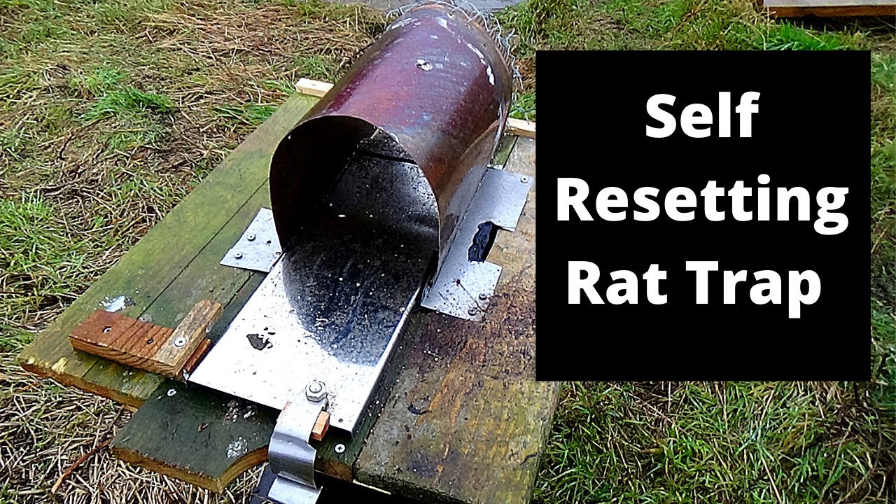 Pest Control Mouse Trap Creative Auto Reset Walk The Plank Rat Catcher  Rodent Trap Rat Trap, Wish