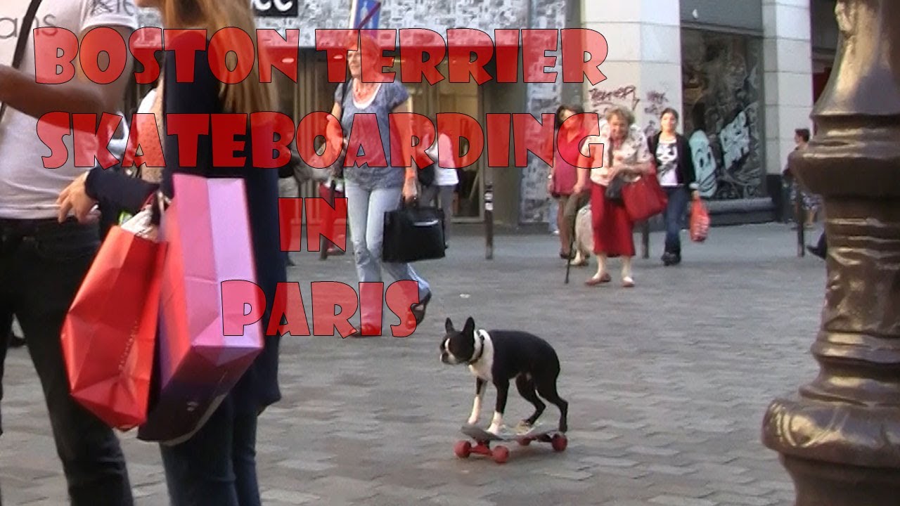 Bild från Hundar åker skateboard i Paris