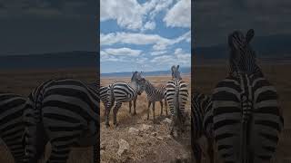 Cebras En África - Zebras In Africa