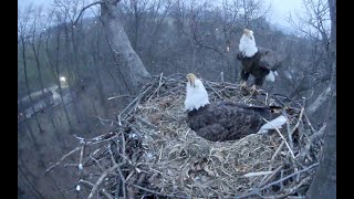 Hanover 160306  0614 Shift change & calls & beak bling