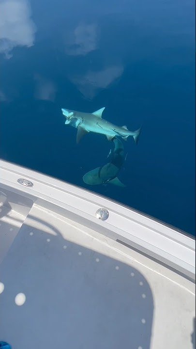 Bull Sharks Eat Our Catch - YouTube