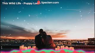 This Wild Life - Puppy Love (Audio Visualizer)