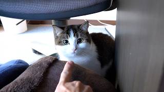 I went to see cat Fifi after a long time and he had forgotten all about me... by Tiny Kitten 24,368 views 2 weeks ago 3 minutes, 15 seconds