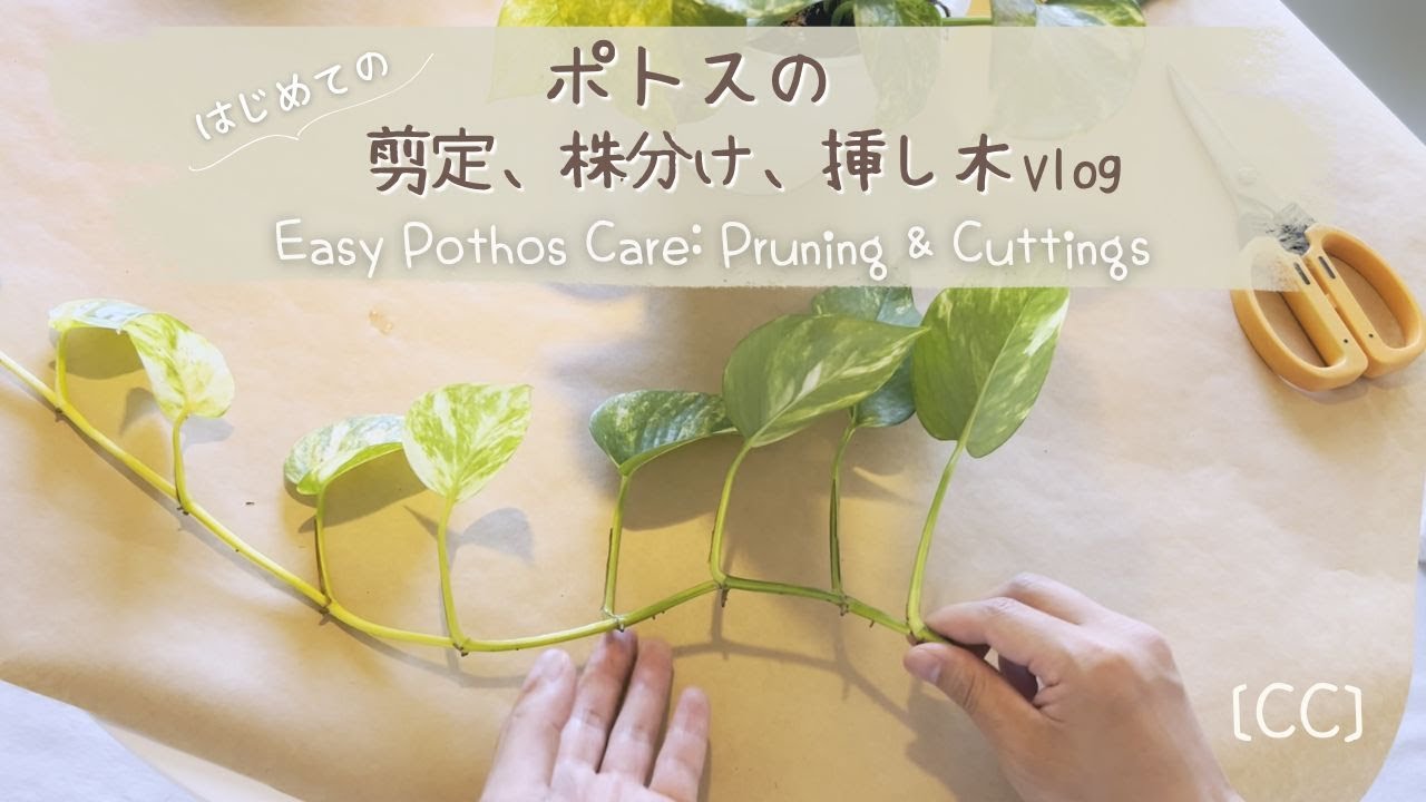ポトスの剪定・株分け・挿し木｜観葉植物の増やし方 VLOG【春夏ベランダ／冬は室内で管理】