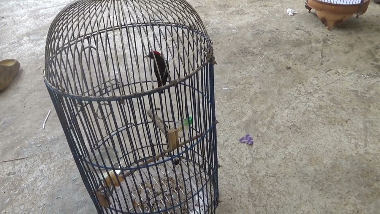 cách nuôi ốc mít bổi mau lên