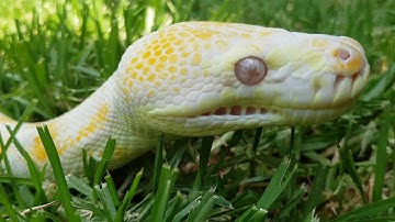 Python (Albino Darwin)