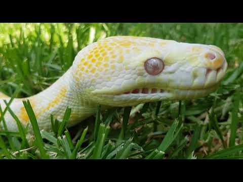 Python (Albino Darwin)