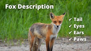 Fox Description | Tail | Eyes | Ears