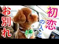 大好きなトリマーさんとの最後のトリミングに寂しそうな犬が愛おしい【トイプードル】