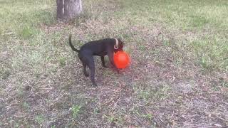 Black Tab Male Apbt