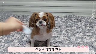 [강아지 일상Vlog] 귀여운 시츄의 평범한 하루 by 시츄 의중 754 views 6 months ago 1 minute, 3 seconds