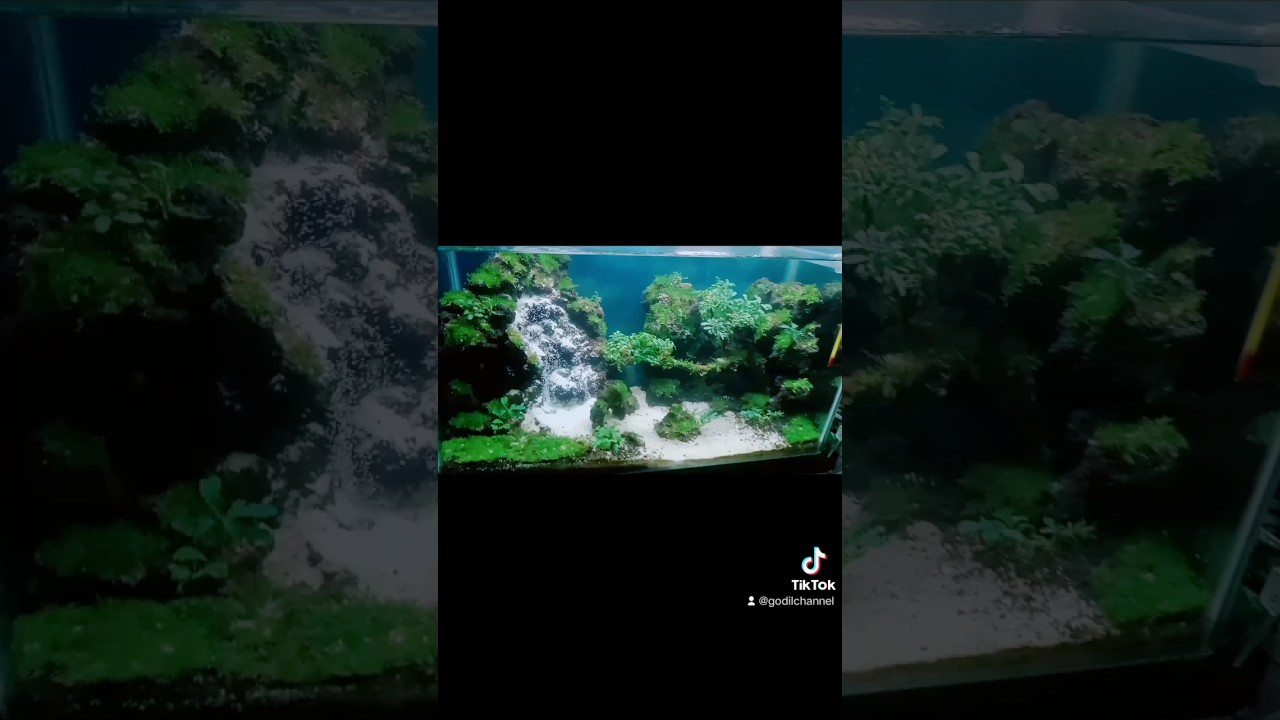 update Aquascape Waterfall..Buce phalandra mini dan Moss weeping