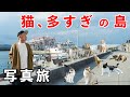 【α7Ⅴが出る前にα7Ⅳで最後の写真旅】島の猫に会うためだけに船に乗った日