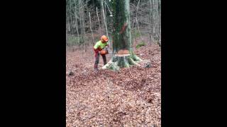 Brini Mit Der Stihl Contra 5,5 Festmeter Buche