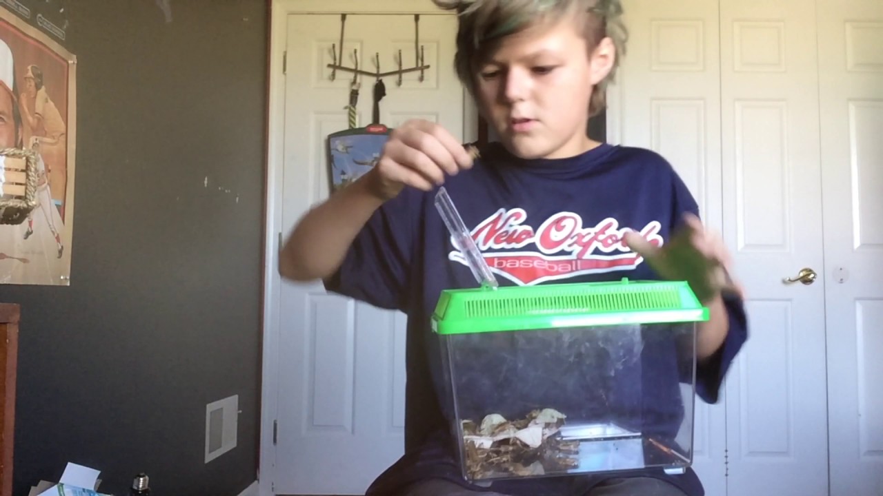 camera iphone 8 plus apk Bearded dragon, food guide.