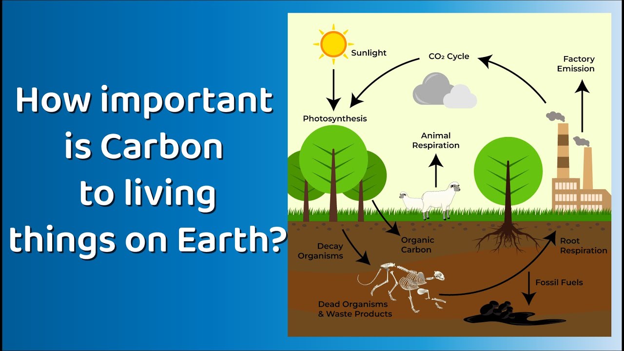 Carbon How important is it to living things on Earth? Carbon Cycle