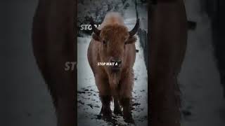 #Kota #Stud #Bull #Bison #Whitebison #WBWR
