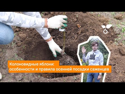 Колоновидные яблони: особенности и правила осенней посадки саженцев