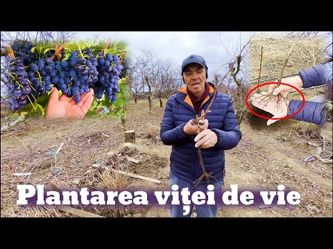 Video: Când să plantezi viță de vie de cartofi?