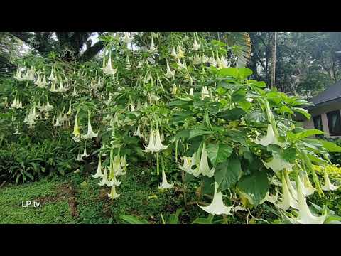วีดีโอ: ดอกไม้สีขาวสวย - Datura