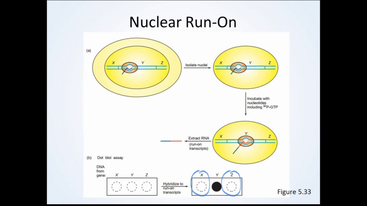 Figure 15 13 And 15 33 Transcription Beyond The Polyadenylation Site Youtube