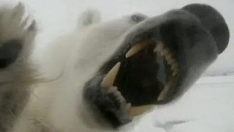 Polar Bear Attack Video 2013: Maine Lawyer Attacked by Polar Bear
