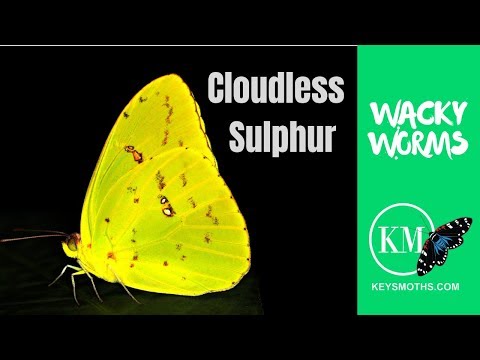 The Cloudless Sulphur Butterfly (Wacky Worms)