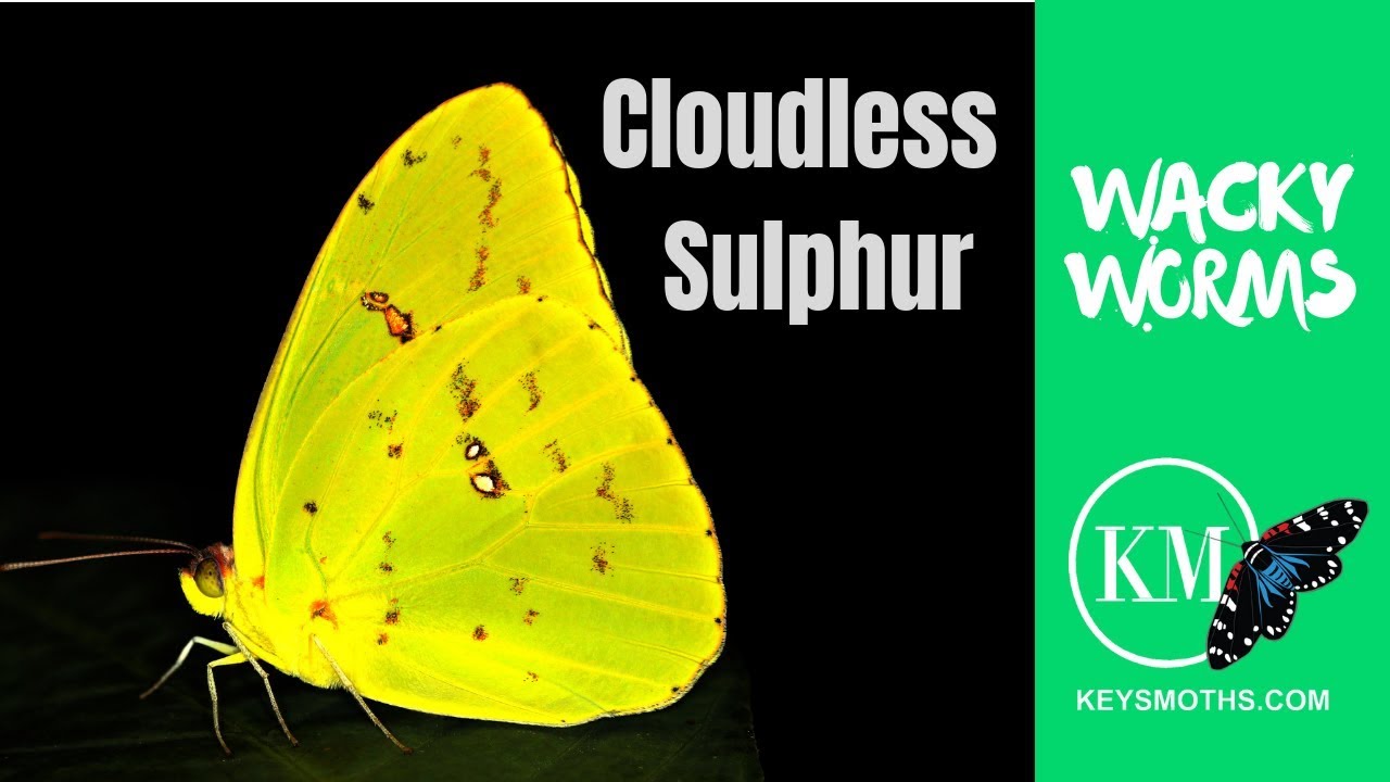 The Cloudless Sulphur Butterfly (Wacky Worms)