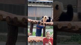 Pandas Lazy Behaviour in Real Life Captured! #funny #panda #lazy #animals #funnyanimals#cuteanimals