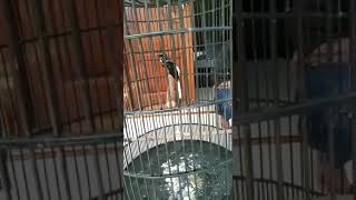 Murai batu blorok gacor dor