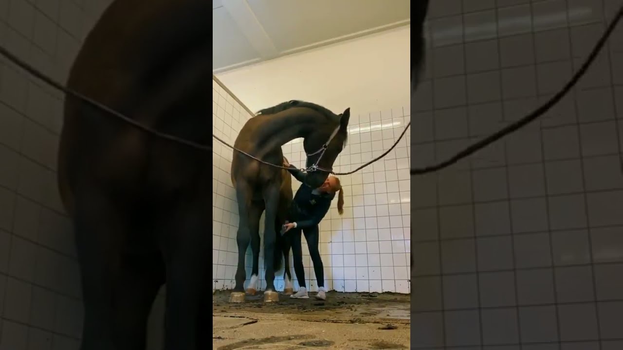 Over dramatic horse | This is why he is not an event horse | Funny Horse Videos - Try Not To Laugh |
