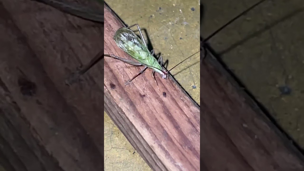 #grillodearboldelanieve