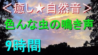 効果音集 （虫の鳴き声） 鈴虫・スズムシの鳴き声 | 効果音