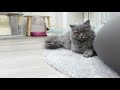 愛猫と同じ目線で横になって観察していたら可愛すぎたｗ
