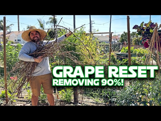 Caring for Young Grape Vines - YouTube