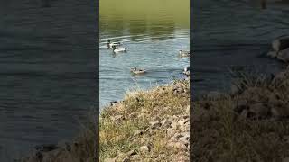 Peaceful pond full of ducks… until you realize it’s beside a Buc-ee’s parking lot #Georgia #Bucees