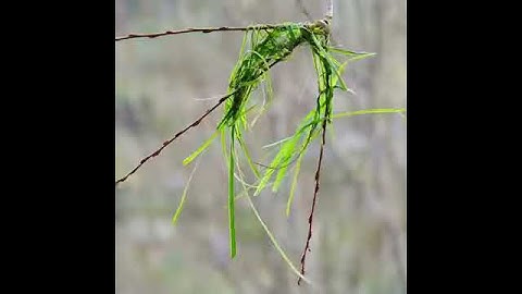 Nesting into a new home and looking to impress? You have plenty in common with the Cape Weaver