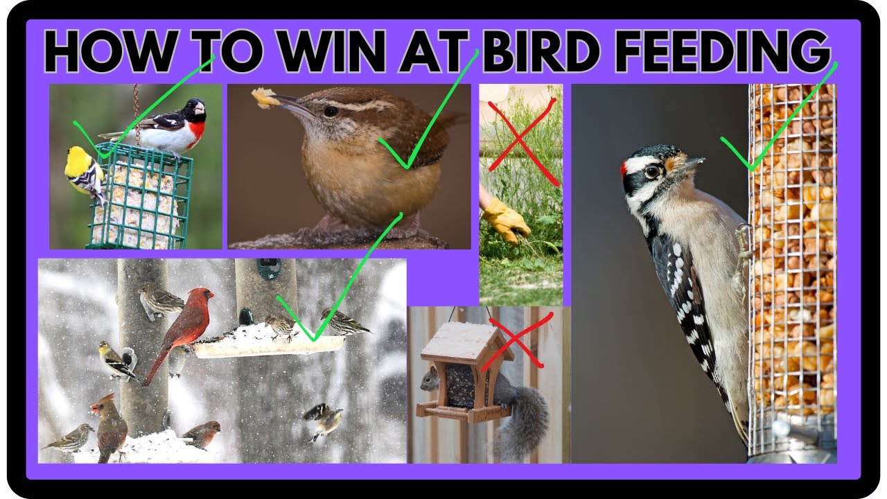 Bird feeding Class! Budget friendly ways to get more song birds, avoid ...