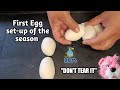 Ball Python eggs tearing up 😱 😨