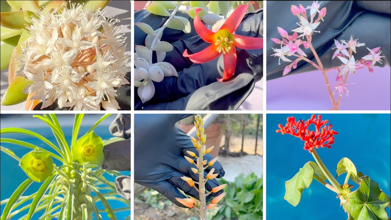 20 ЛУЧШИХ суккулентов, цветущих зимой 🌸 (Красочные растения для дома и сада) - Эпизод 226