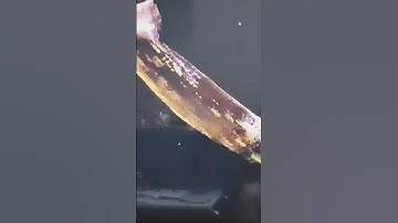 Cá mực đại dương