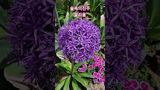 공같은 #노지월동 #garden #flowers #화초관리 알리움꽃이폈어요.