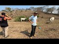 Llegamos a San Juan y encontramos unas vacas ya por parir 