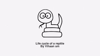 Life cycle of a reptile