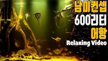 150 gallon with 100 of rummy nose tetra [애니몰로TV]