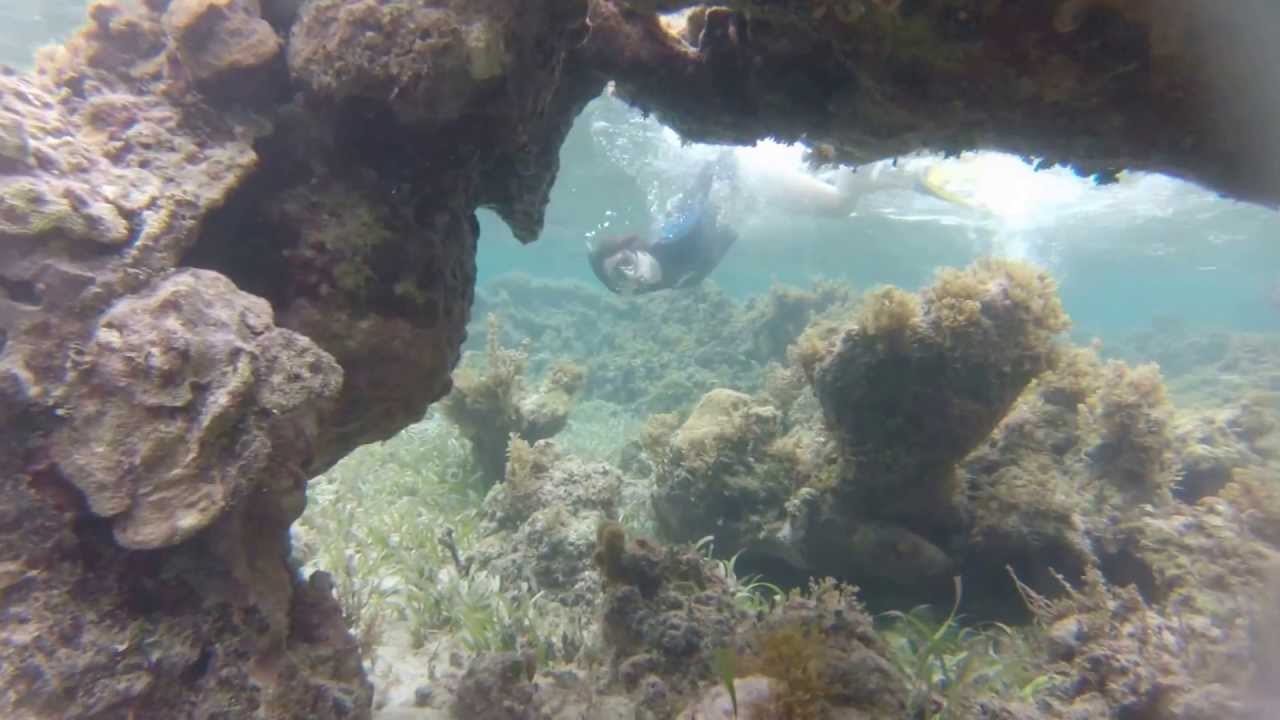 Snorkeling in Jamaica 1080p YouTube